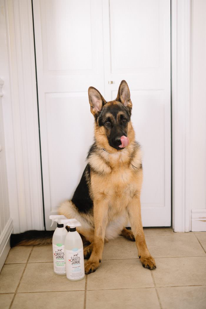 How To Keep House Clean With Big Dogs